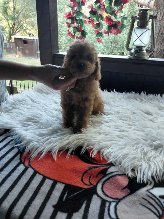 Maltipoo - suczka red