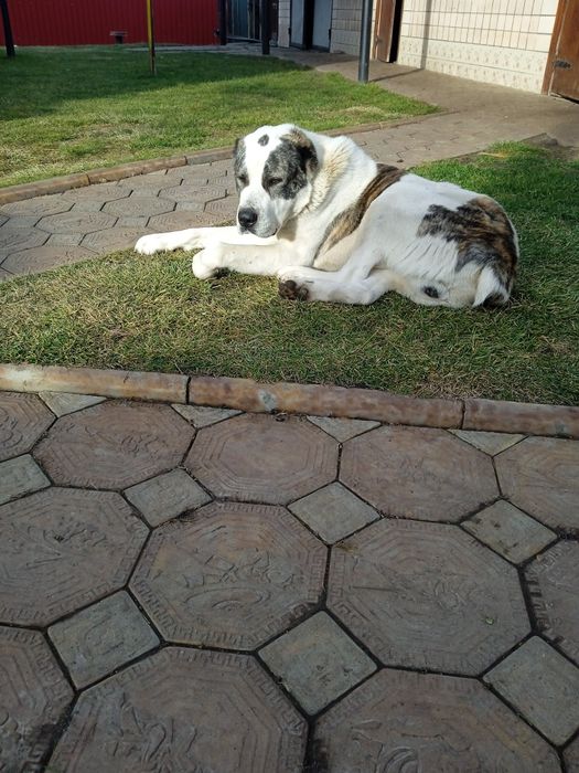 Вязка САО "Алабай" кабель 3 роки. Шукає дівчинку