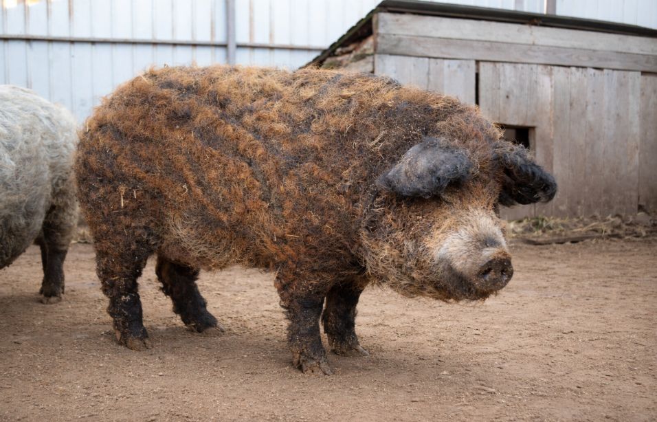 Перспективний молодий кнур Рудої Угорської Мангалиці на плем'я (10 міс