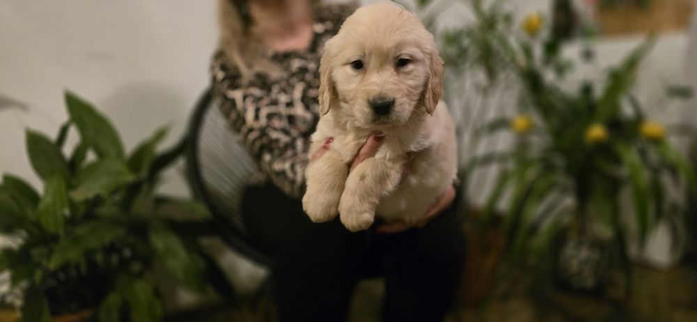 Golden Retriever szczeniak
