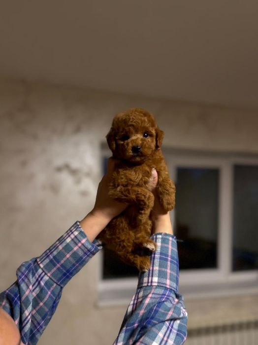 Той пудель, Ред браун !