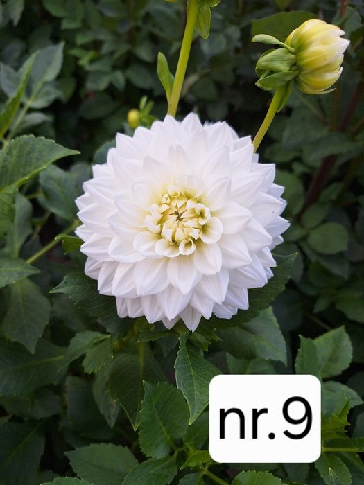 Karpy dalii, georginie