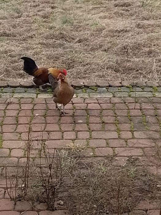 Karzełki holenderskie