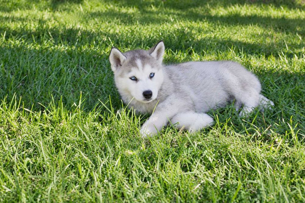 syberian husky pies