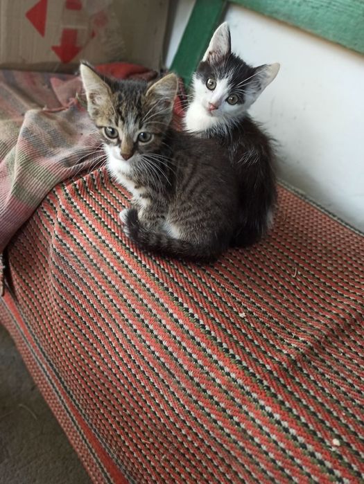 Віддам котиків у добрі руки