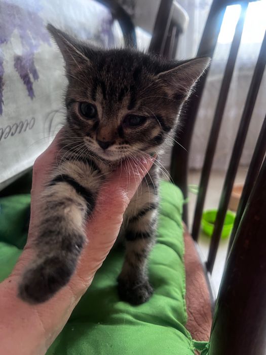 Віддам за 2 тижні цю маленьку красуню Тігрулю.