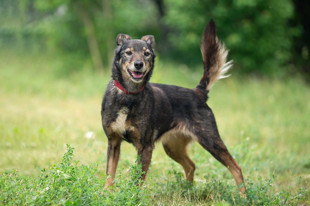 Віддам в добрі руки собаку дівчинку поважного віку Венту.