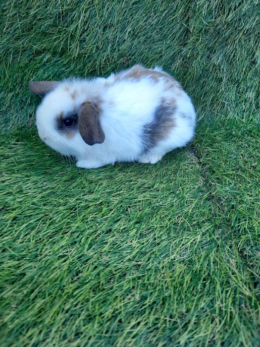 Kit coelhos anões mini lop belier/orelhudos, toy, angorás teddys