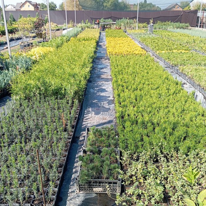 Туя Смарагд, Брабант, Колумна, Даника, Смарагд Голд, Міріам та ін.