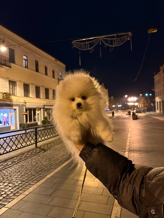 Продається міні шпіц