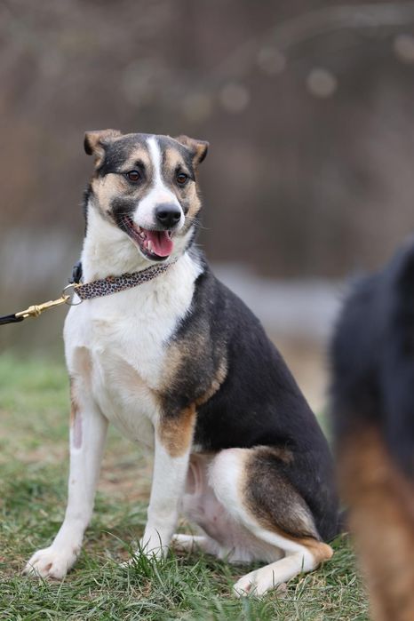 Do adopcji 3letni piesek