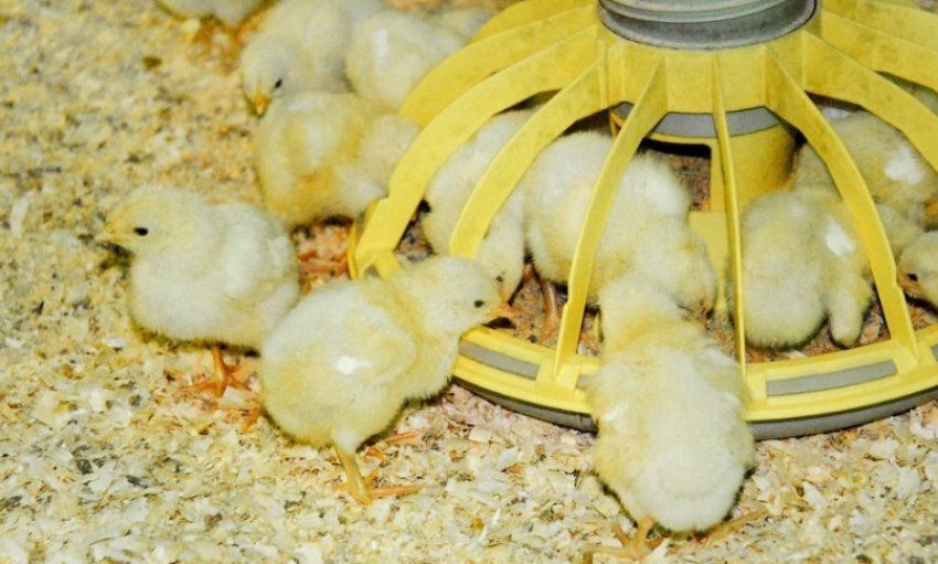 Бройлери, інші курчата,качки,гуси,індики, кури несучки