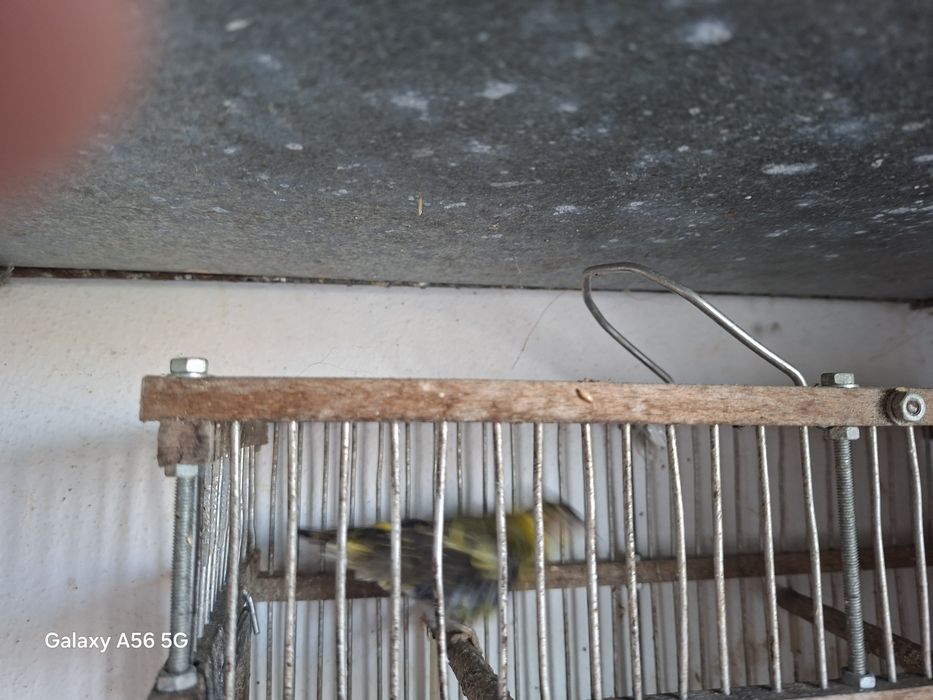 Aves silvestres muito mansinhas