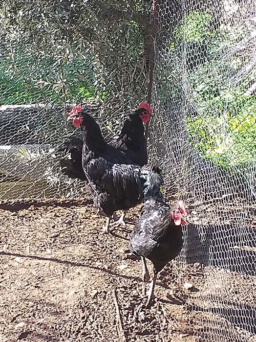 Jersey gigante negro