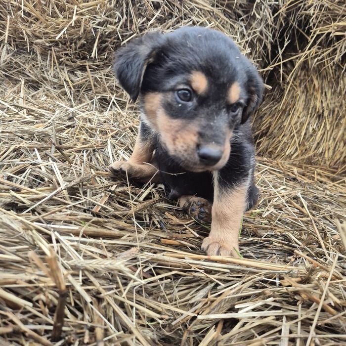 Oddam pieska w dobre ręce