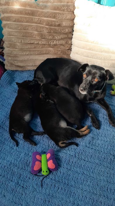 Маленький друг у добрі руки