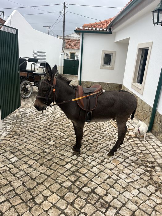 Mini mino burro 98cm