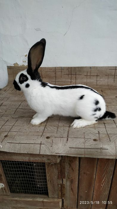 Німецький строкач.Різний вік.Самці,самки