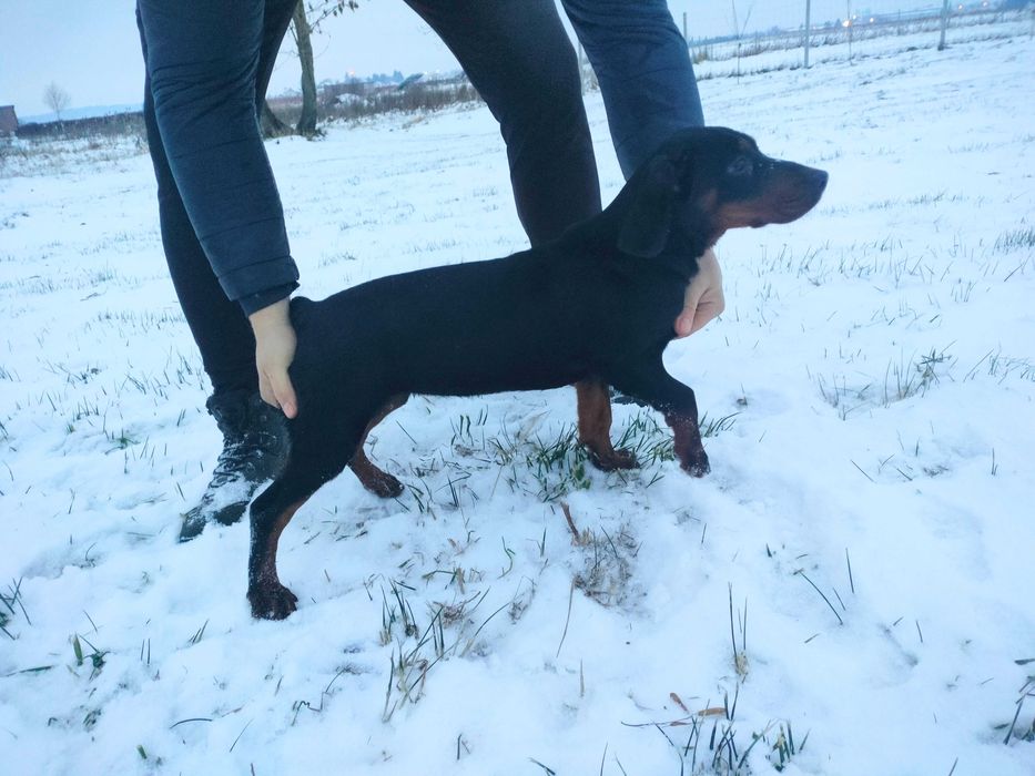 Gończy Słowacki Kopov ZKwP Fci