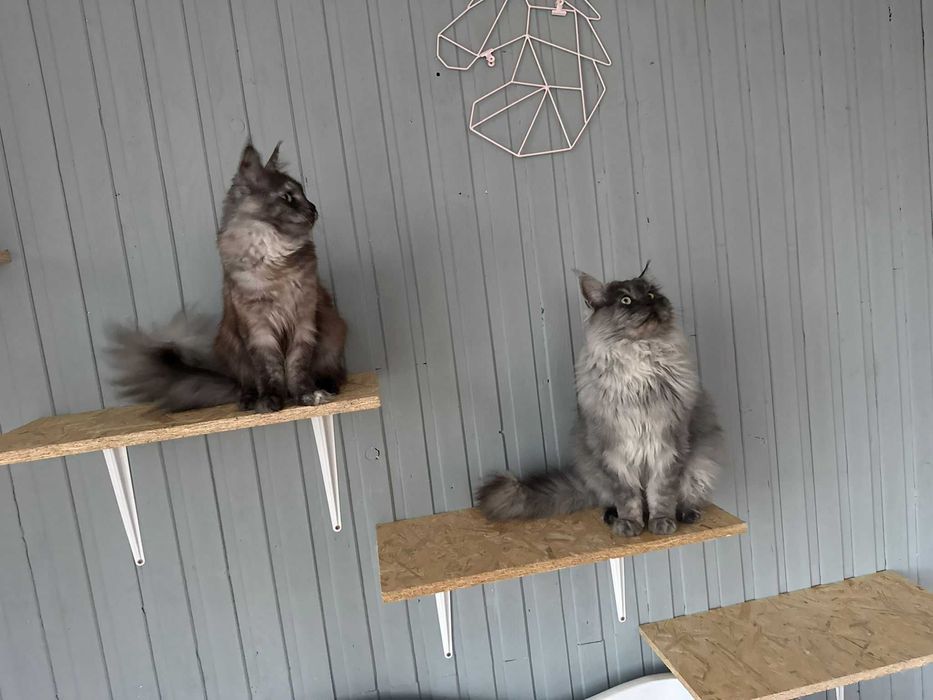 Maine coon fpl wyjątkowe umaszczenie kremowe ze srebrem