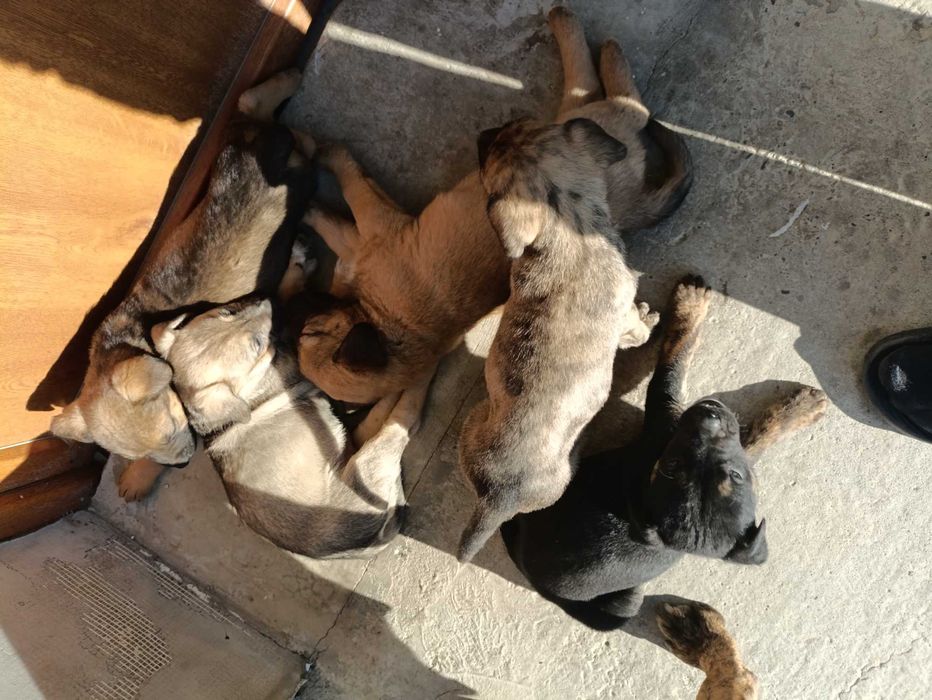 Цуцики віддам безкоштовно