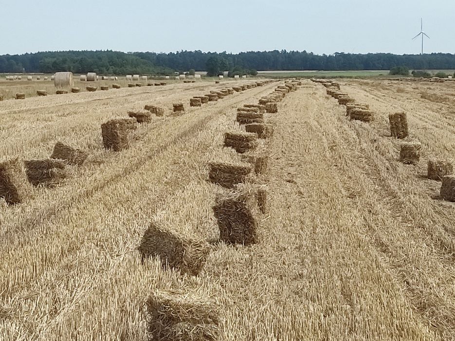 Słoma z pszenicy !!! TRANSPORT