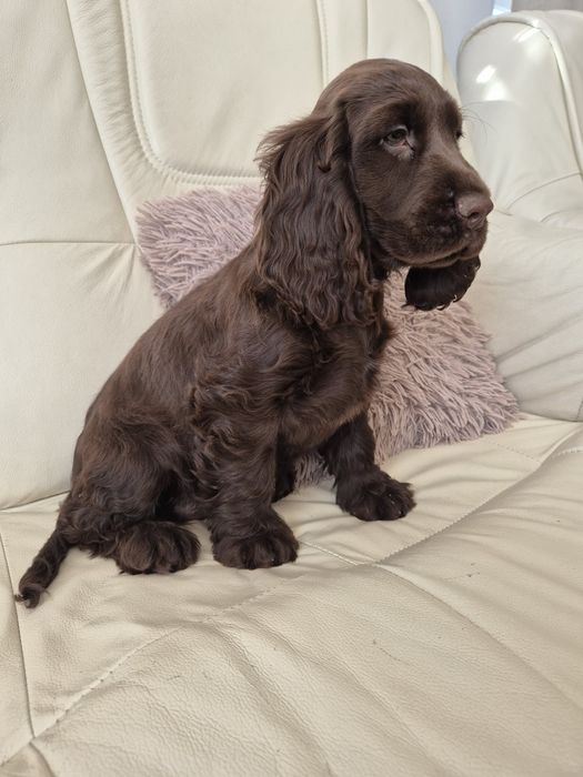 Cocker Spaniel Angielski