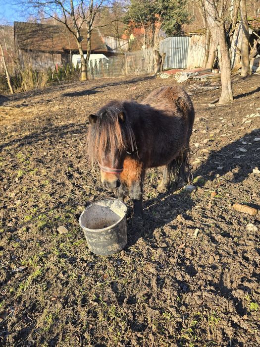 Kucyk klacz klaczka okazja