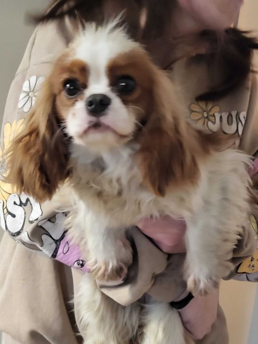 Cavalier King Charles Spaniel suczka