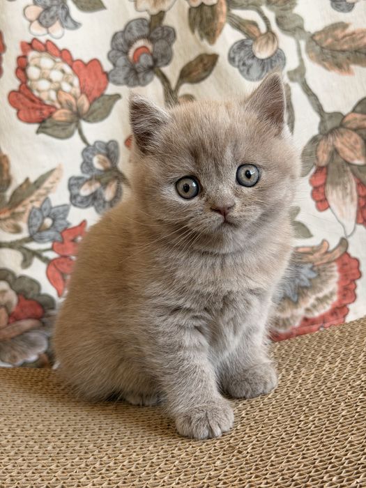 Породисті кошенята