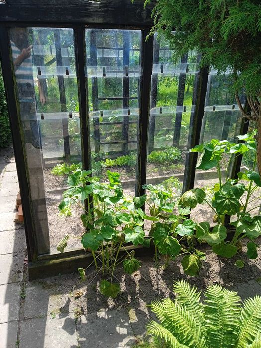 Szklarnia do przeniesienia