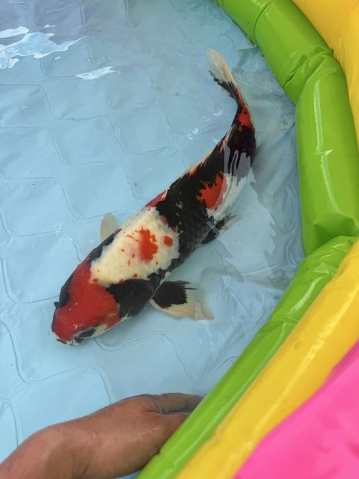 Carpa koi showa 60cm