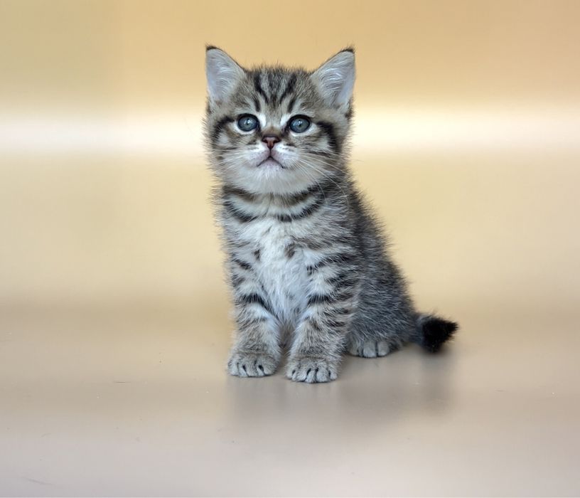 Британские котята. Мальчик и девочка.