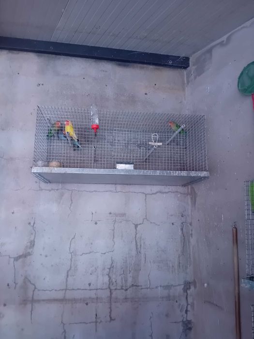 Vendo gaiolas com um casal de agaponis