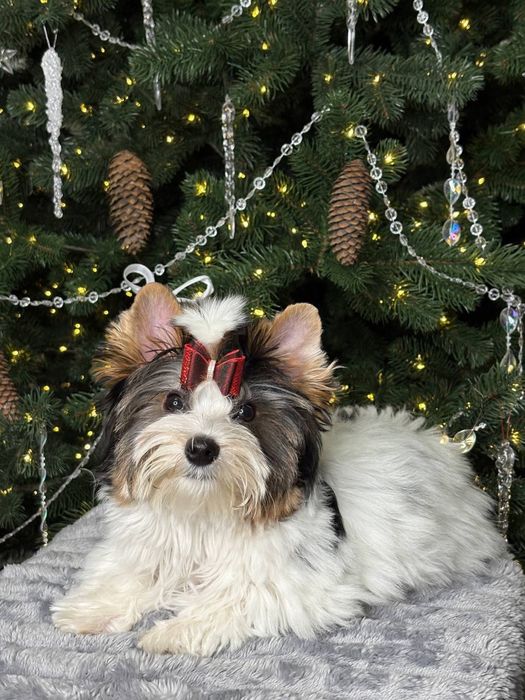 Бивер -йорк . Девочка . Харьков