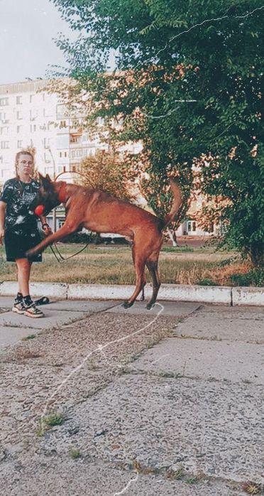 Бельгийская овчарка Малинуа вязка