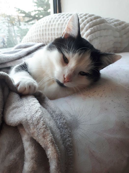 Podwójna Adopcja rodzeństwo