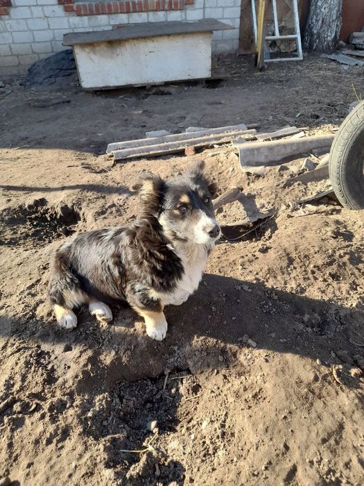 Щенки собака цуценята цуценя 6 міс