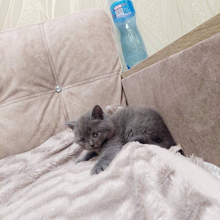 Британська голуба дівчинка