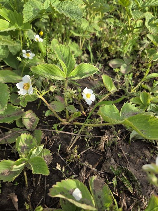 Sadzonki malin i truskawek | kwitnące truskawki maliny do ogrodu
