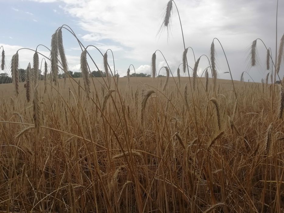 Domek letniskowy nad jeziorem Lubie