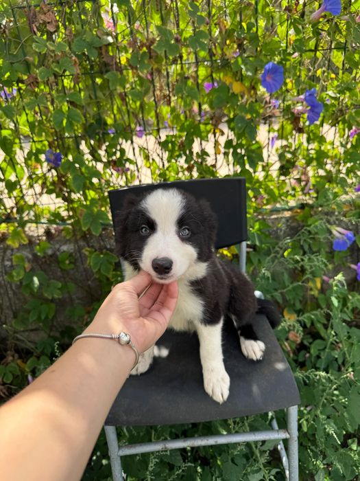 Menino Border Collie Preto Lindo