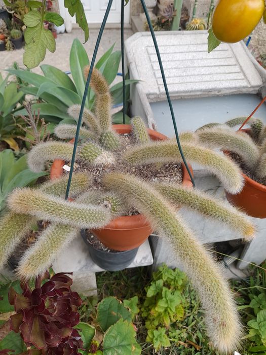 Vendo rabos de macaco