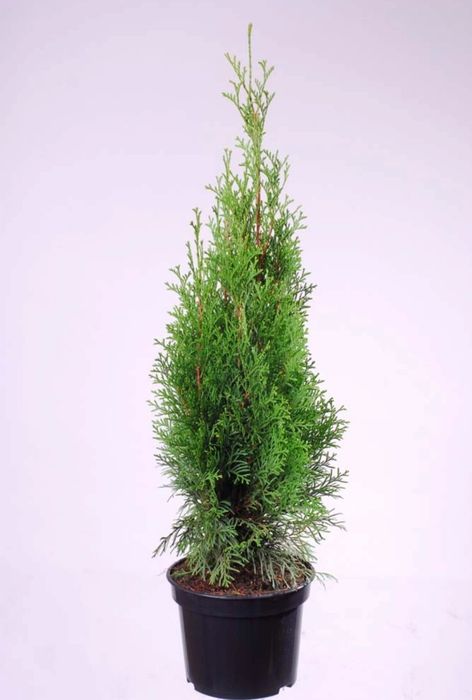 „Tuja Szmaragd Thuja 70-80 cm P9 na żywopłot”