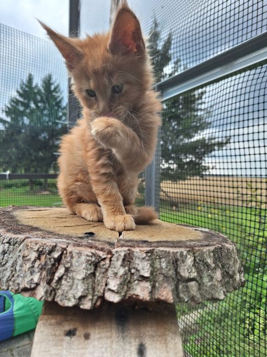 Rudy Mainecoon kocurek