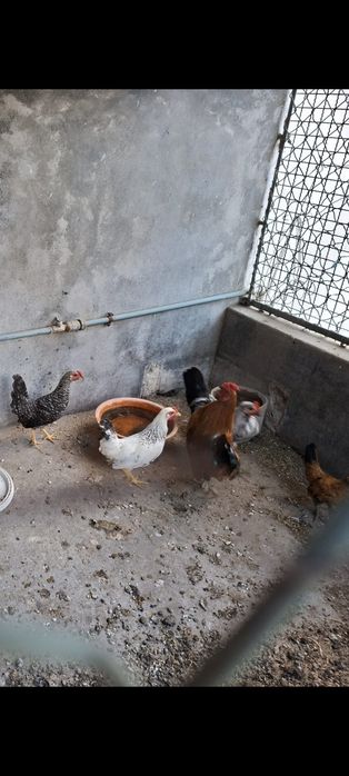 Galos e Galinhas Cocós de Várias Idades