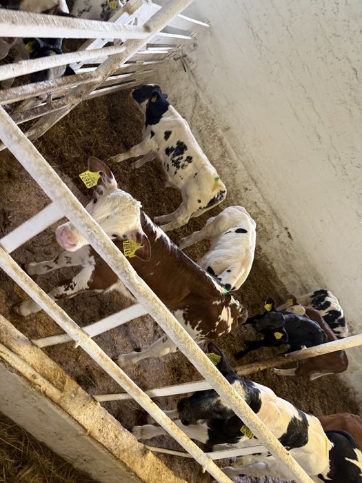 Byki i jalowki na stalej paszy