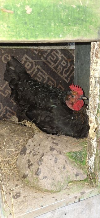 Ovos caseiros para venda