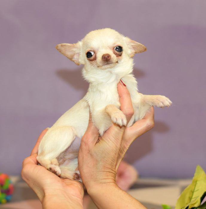 Микро мини девочка чихуахуа