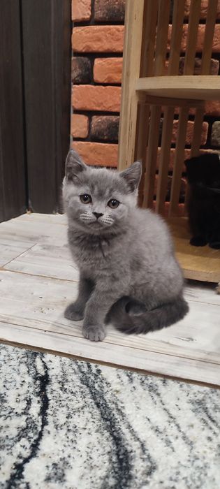 Kocurek brytyjski krótkowłosy